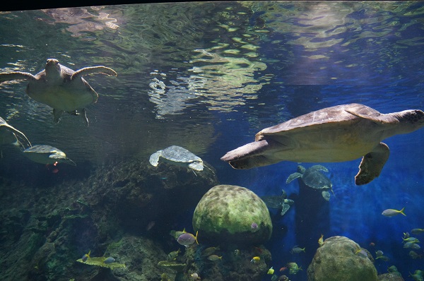 encontros-com-animais-tartaruga
