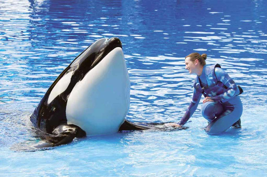 SeaWorld vai eliminar progressivamente os show de Orcas e sua criação em cativeiro