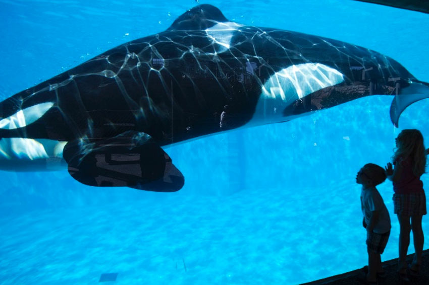 SeaWorld San Diego anuncia novidades para futuro, com menos orcas