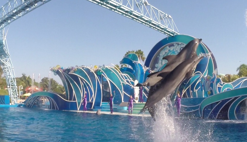 SeaWorld Orlando terá nova apresentação Dolphin Days, com menor participação dos golfinhos